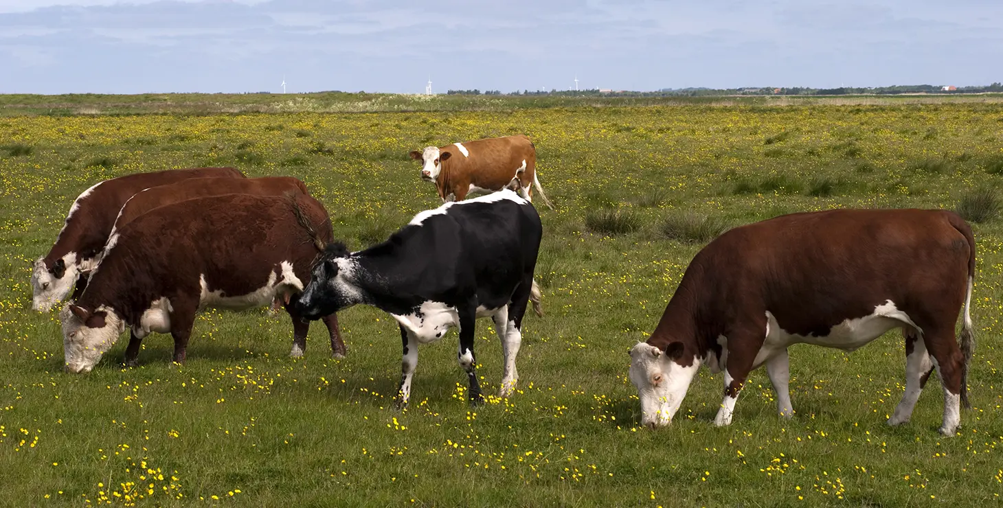 landbrug_investor Få juridisk rådgivning om landbrug